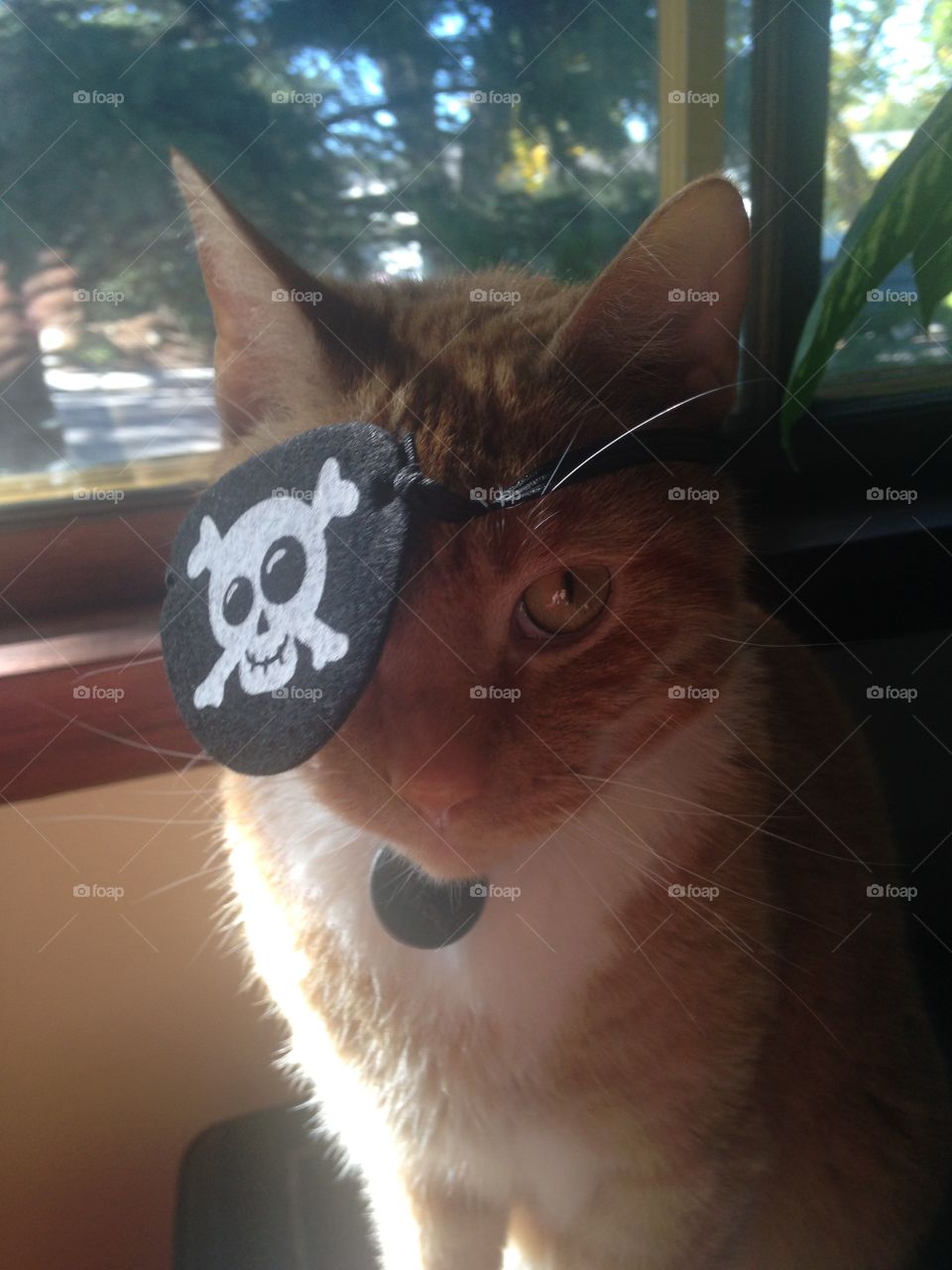 Cat pirate 