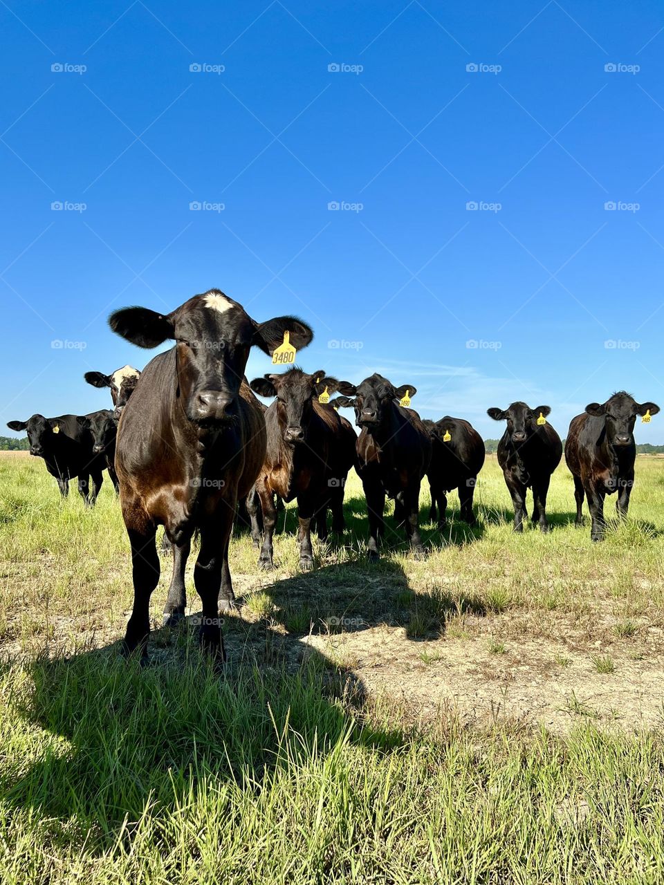 Herd of cows looking at the camera. They are in a sunny pasture and timid but curious.