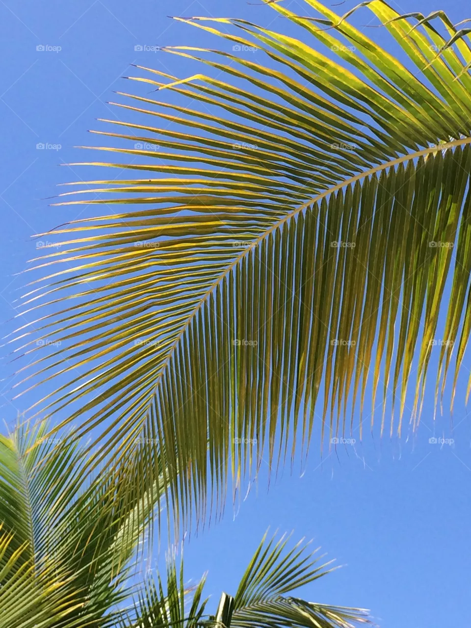 Palm trees