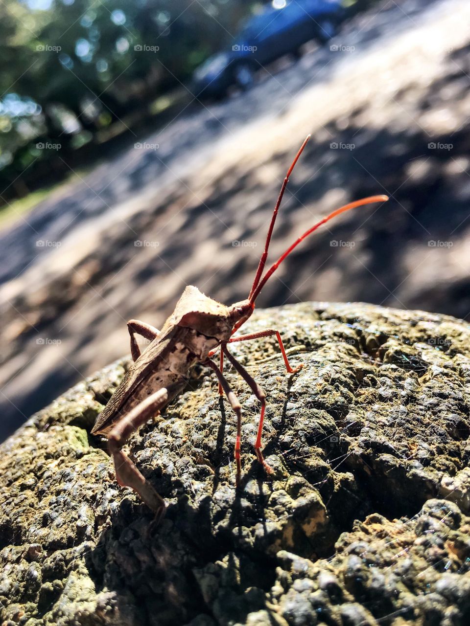 In this moment, I identify with the lonely insect..