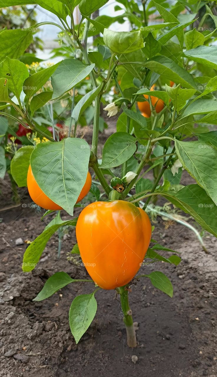 pepper gardening, love earth