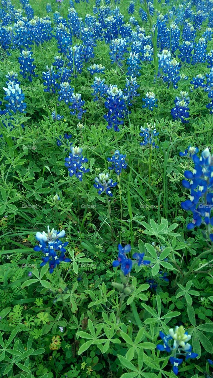 .So beautiful and blue!