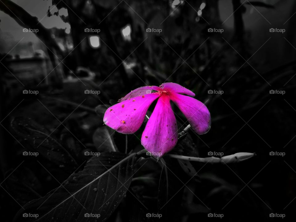 buy this photo at least $3 dollars