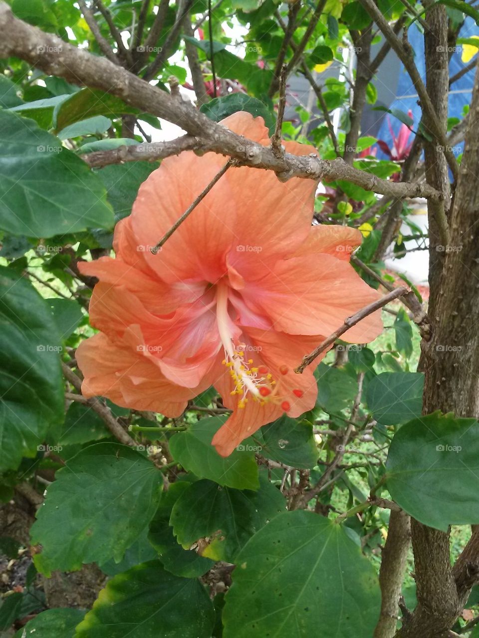 leaf,branch,flower 