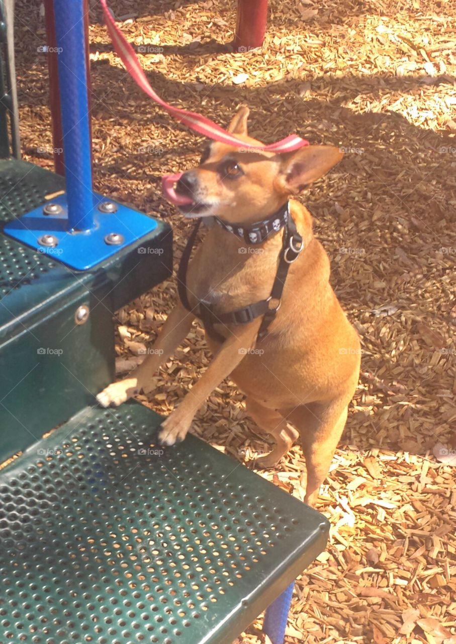 at the park. caught my dog with her tongue out.