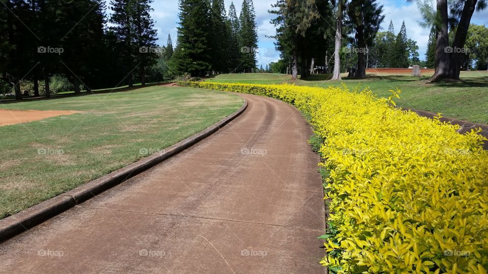 Path Through a Golf Course. A paved path meanders through a golf course in central Oahu, Hawaii.