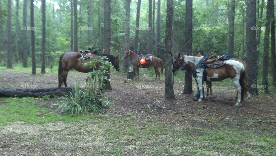 Halfway trail ride break in the rain