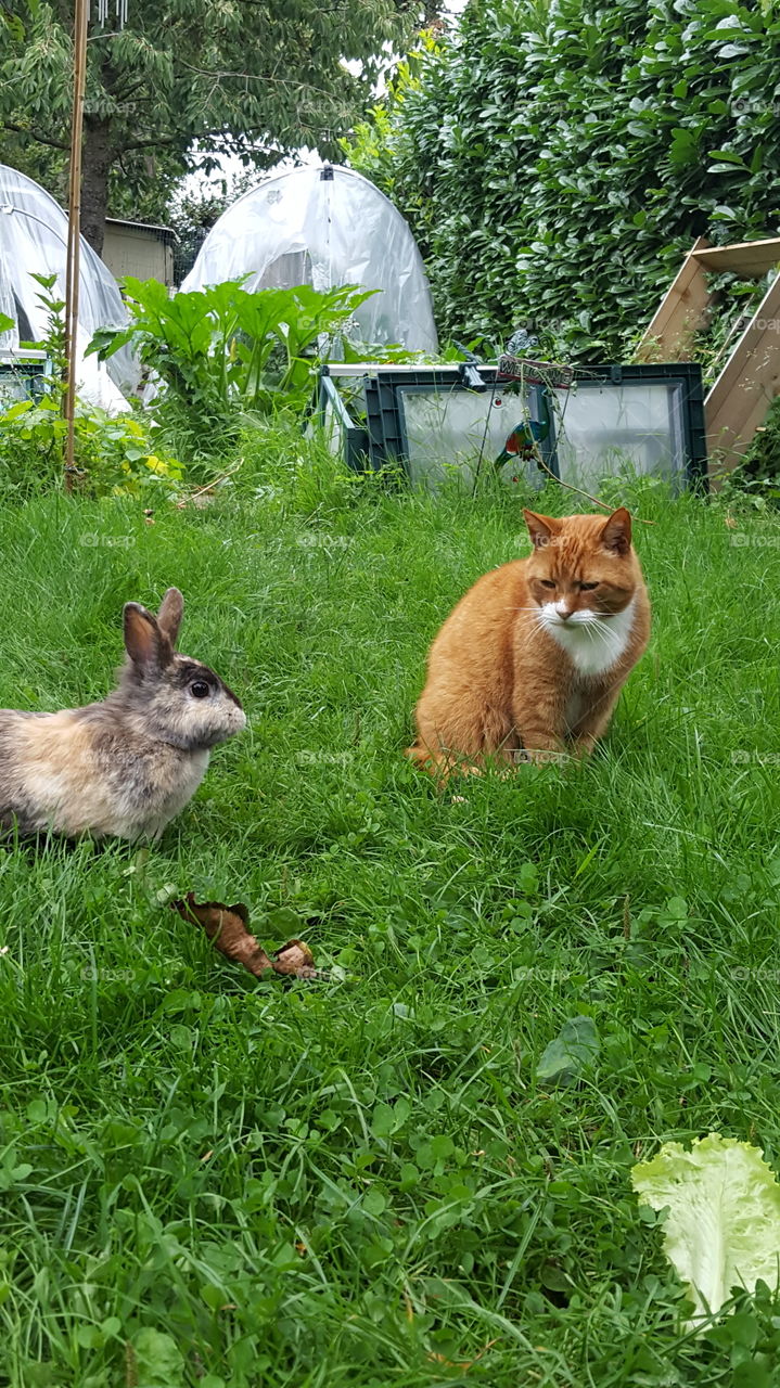 Cat and rabbit