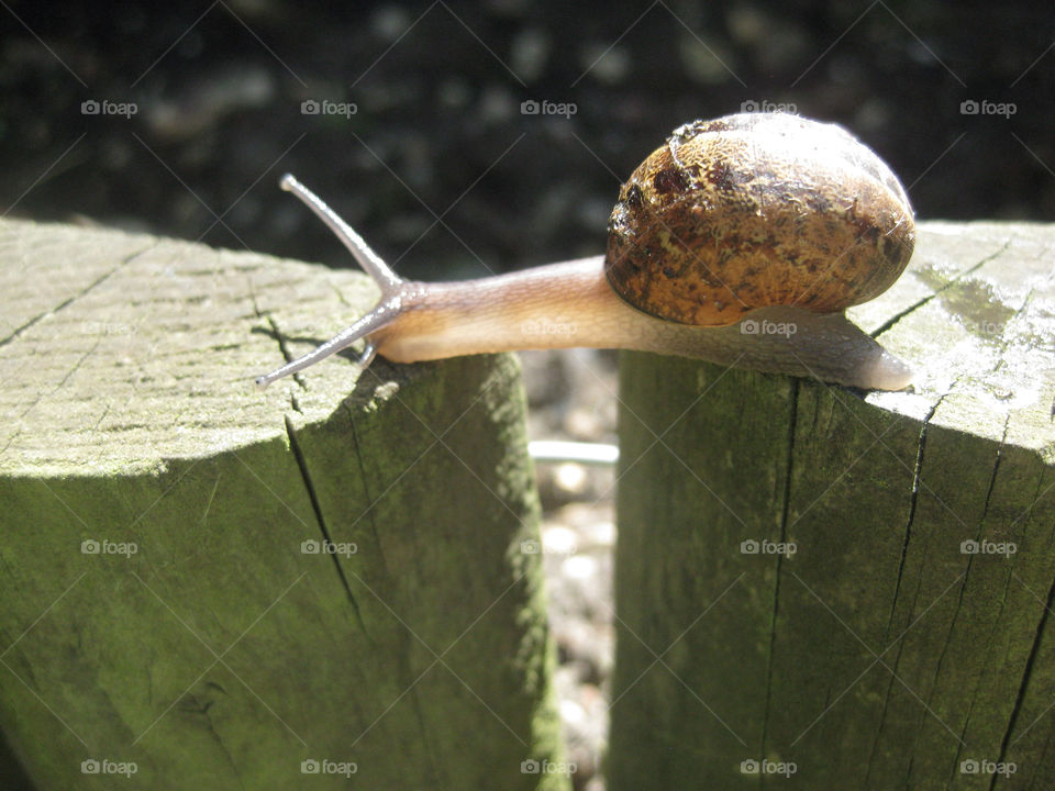 snail mind the gap by embdel18