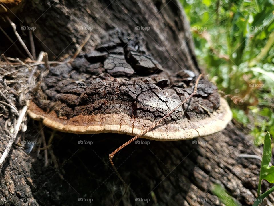 Old mushroom on a dead large tree trunk.