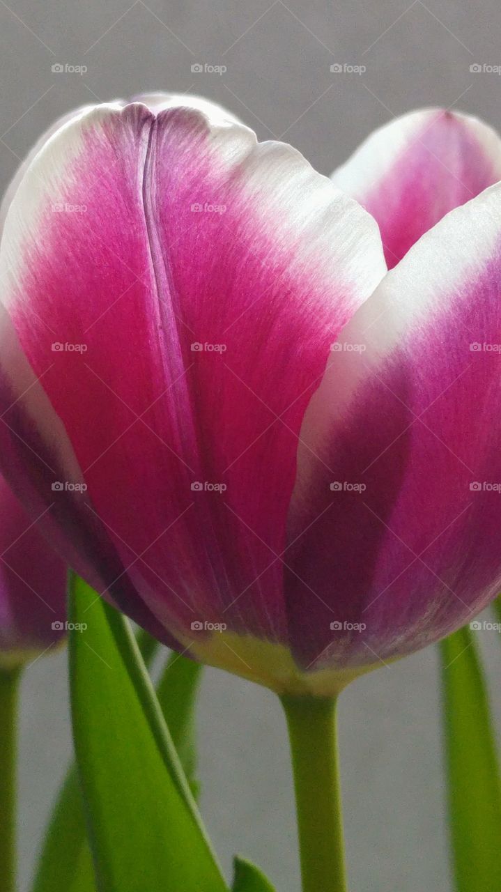 close up of pink tulips