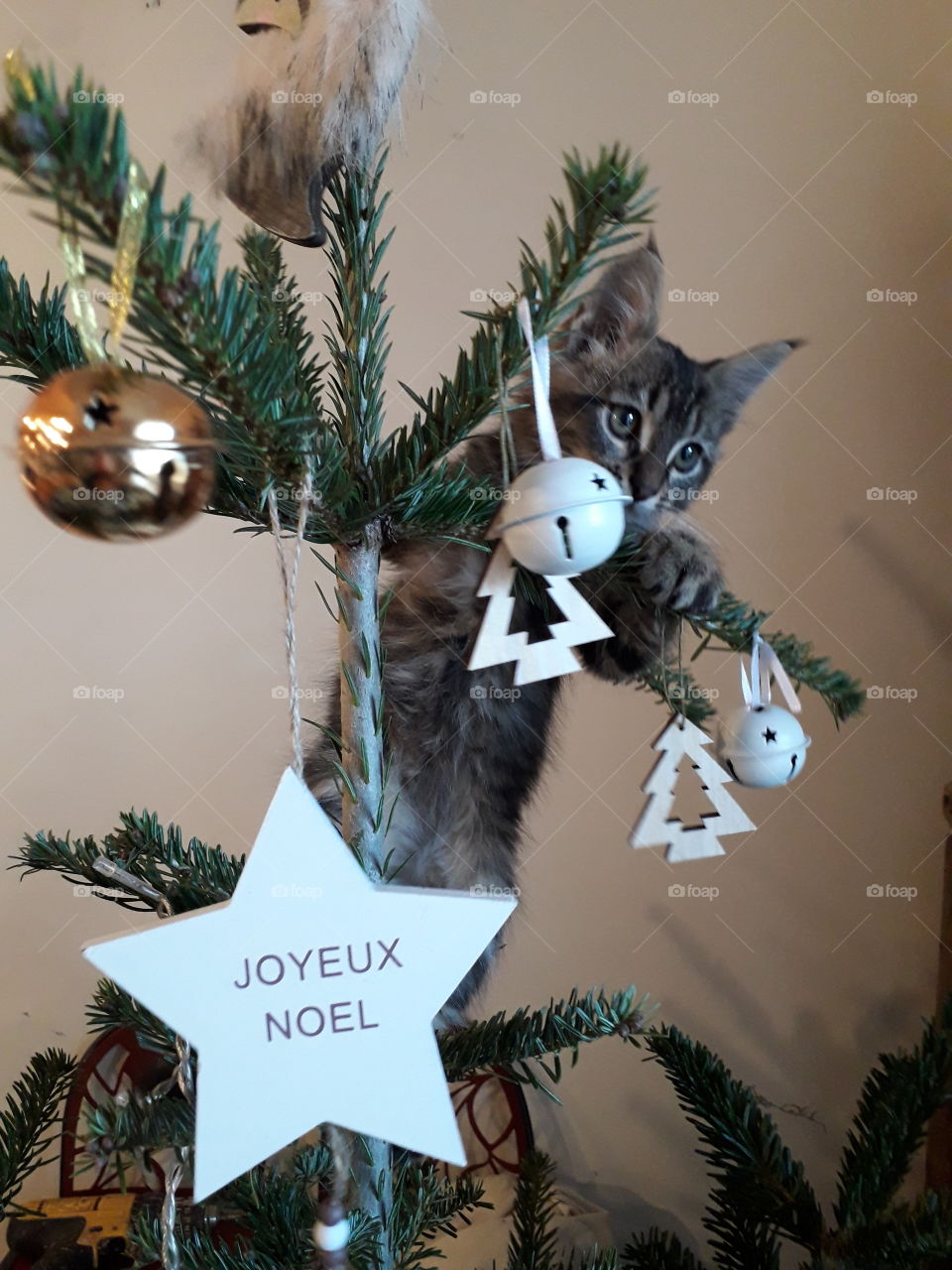 cat in the christmas tree