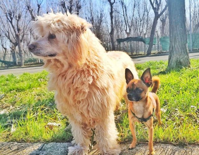 my dogs