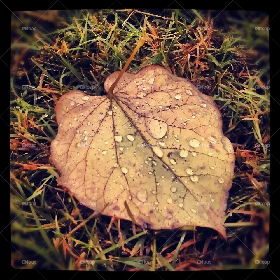 Fall