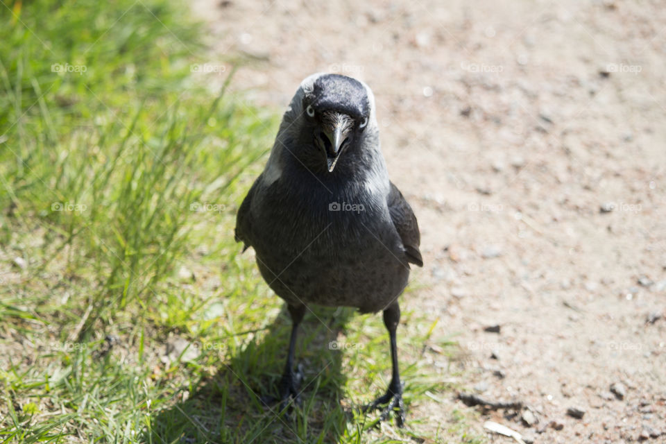 Crow on grass looking at camera