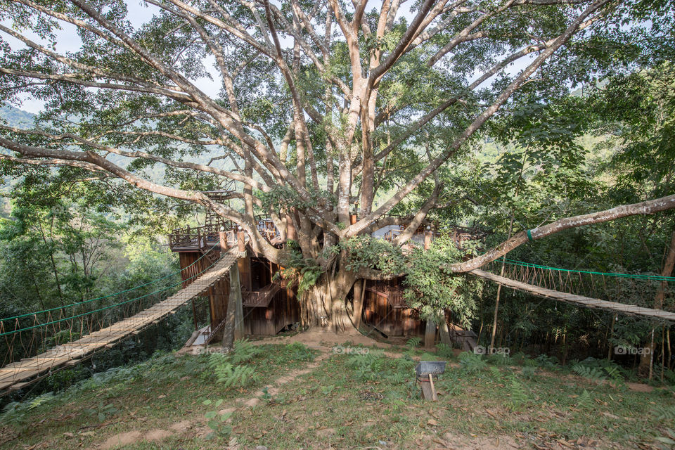 House in the big banyan tree