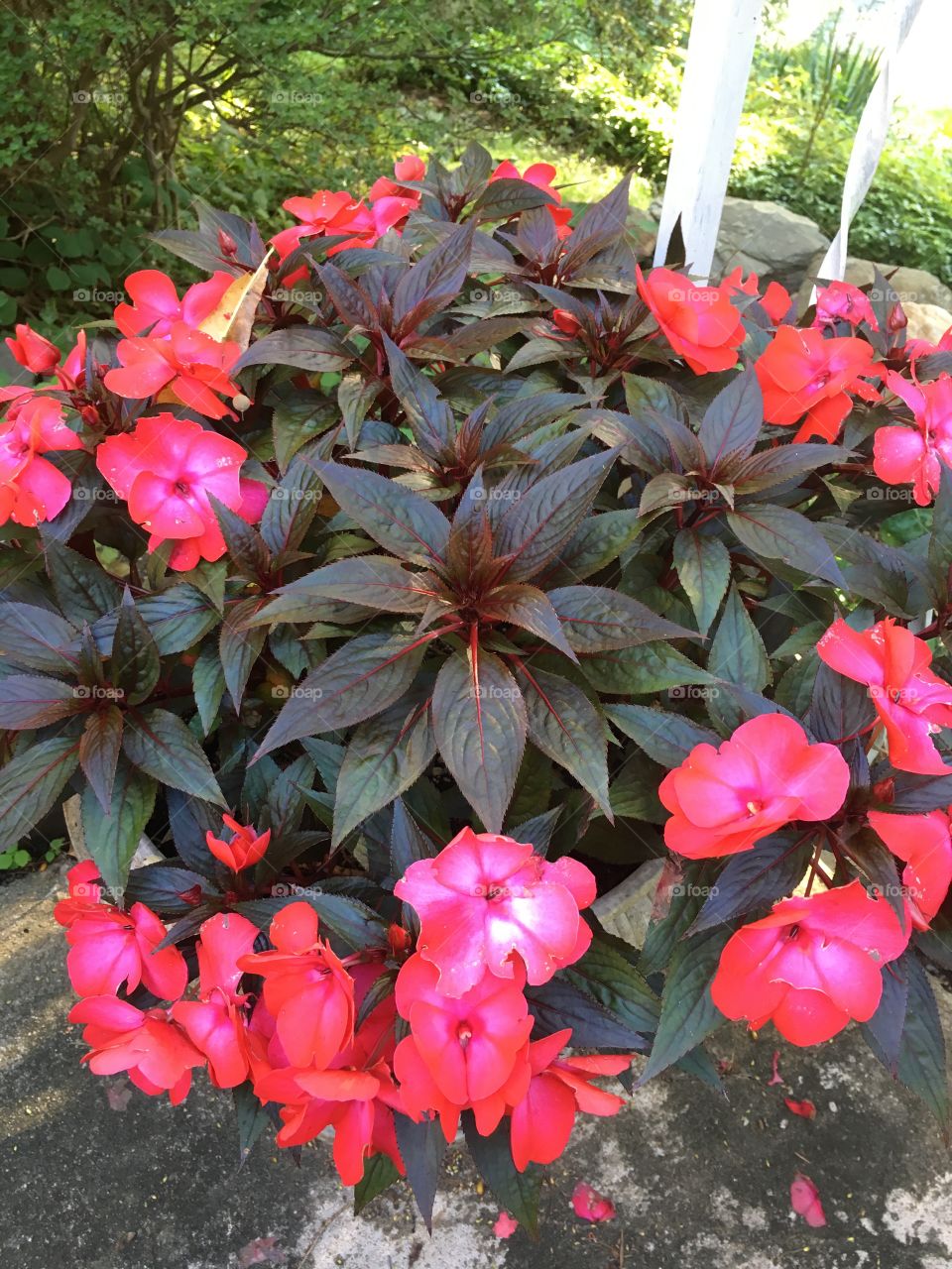 New Guinea Impatiens