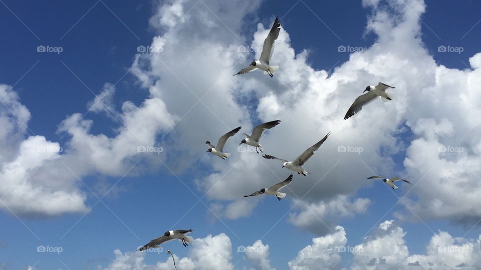 Seagulls
