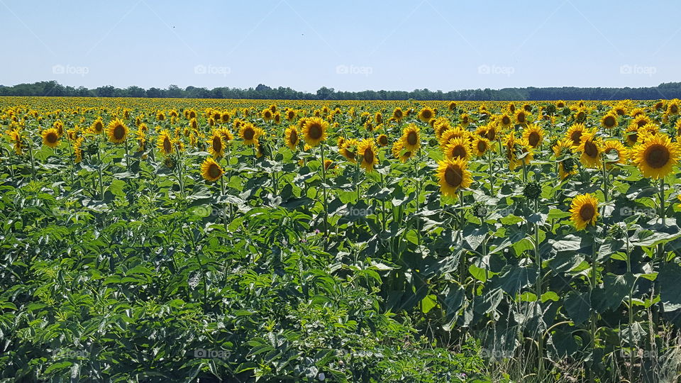 A field of sunflowers with a 
blue sky on a sunny day.