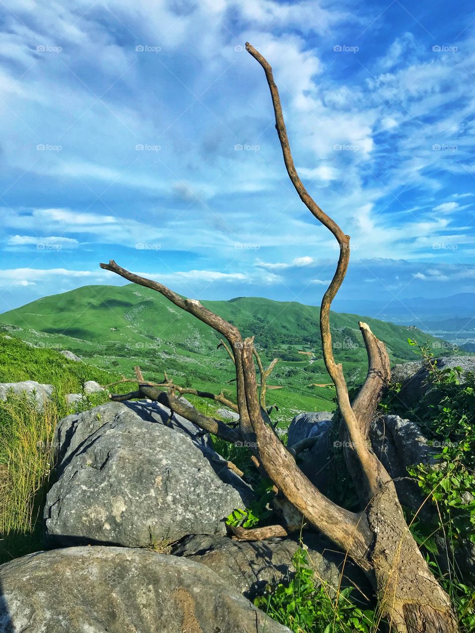 Just an old tree at the top of the mountain