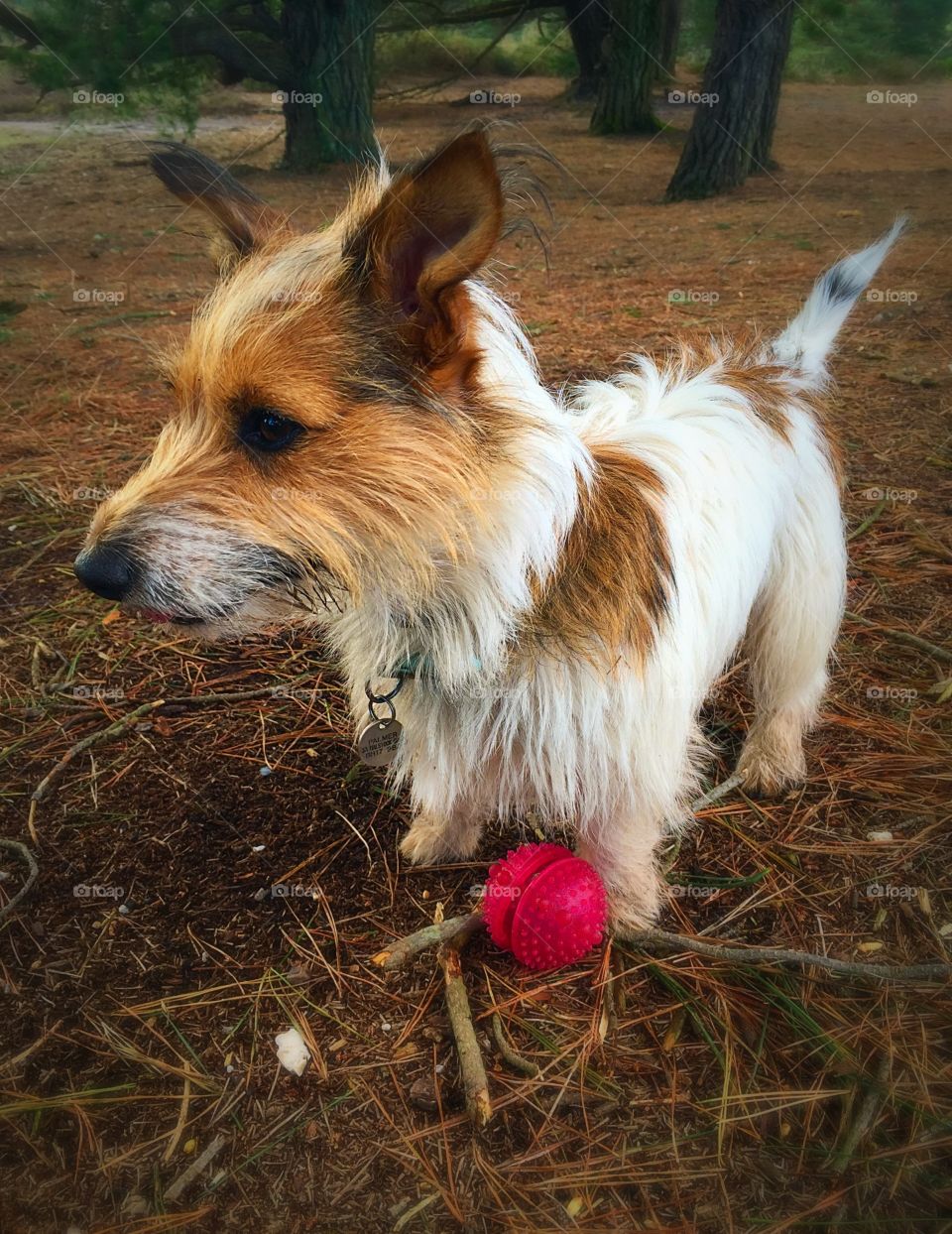 Cute dog with ball