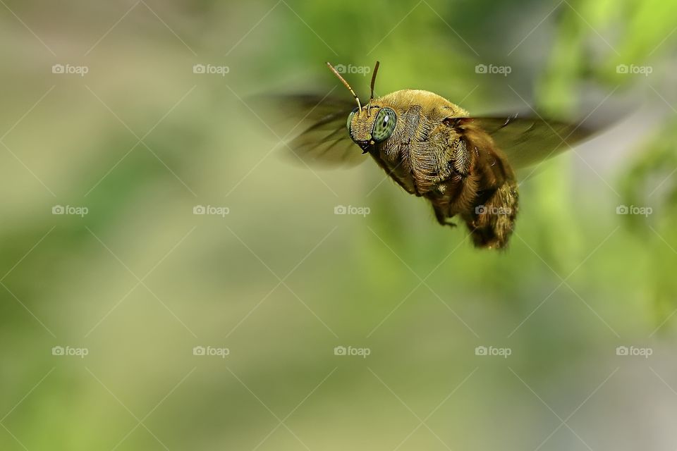 carpenter bee.