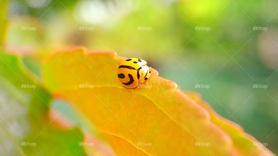 Yellow Ladybug