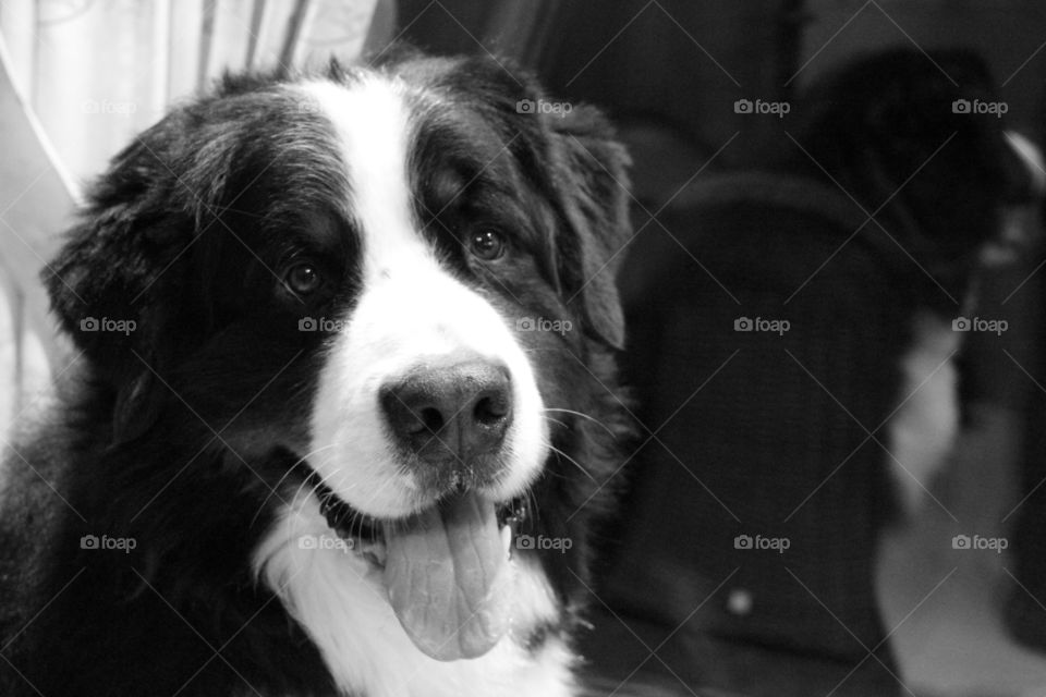 black and white berner sennen