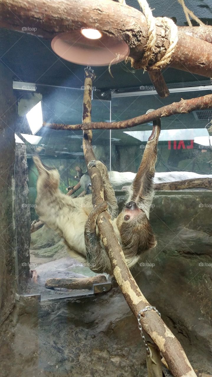 Patience the sloth at the Boonshoft Museum of Discovery