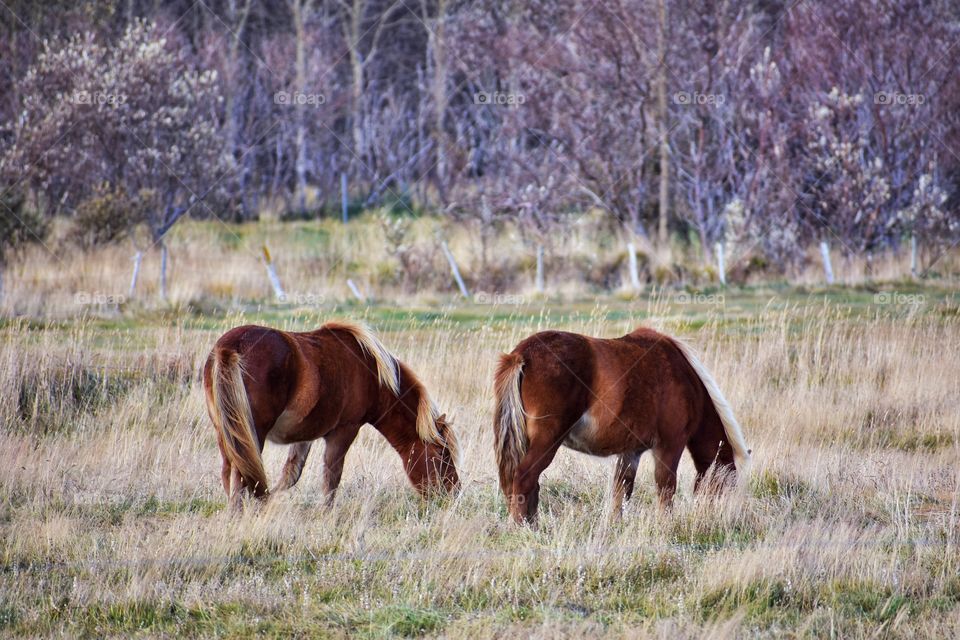 Icelandic horses in autumn fields in iceland