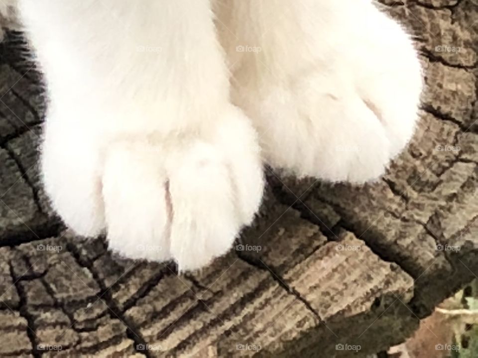 Cat paws