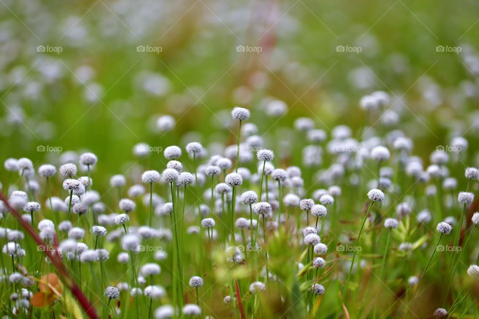 Indian grass flower.