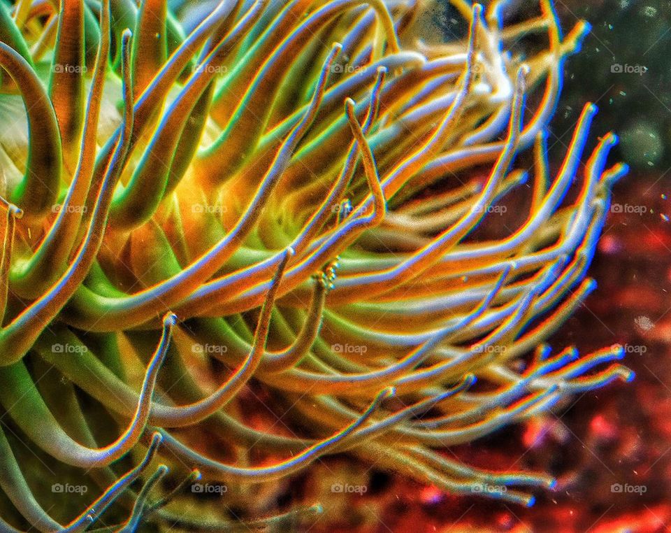 Brilliant sea anemone