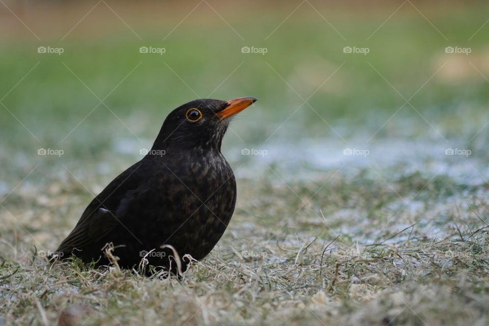Blackbird perching on frozen grass