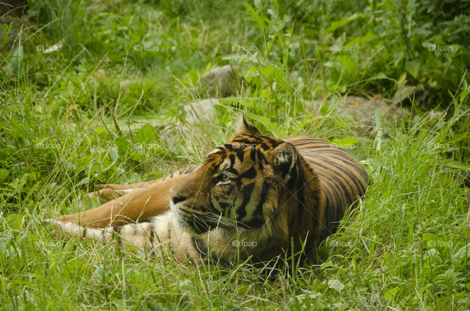 A tiger is resting in the grass until disturbed by noise 