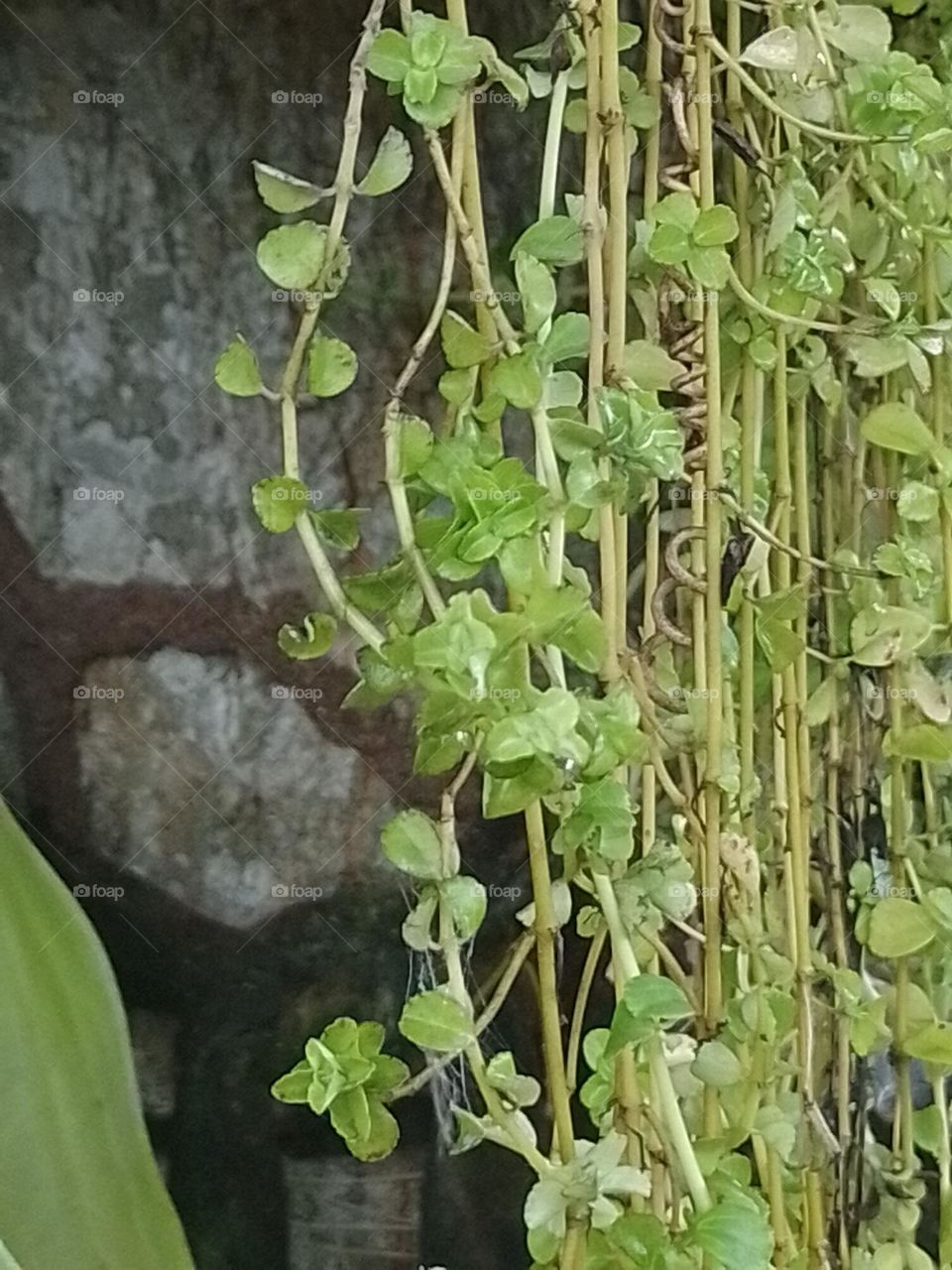 planta en cascada