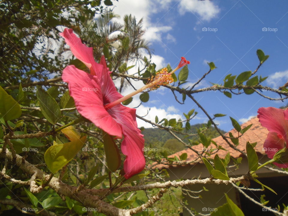 LEAVES, FLOWERS, ENVIRONMENT, PLANT, GARTEN.