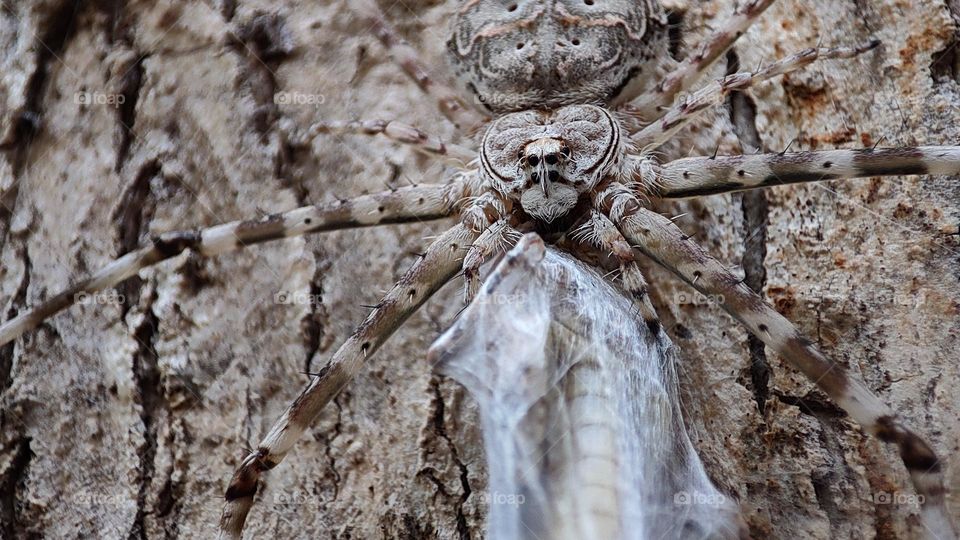 Tree spider with its food