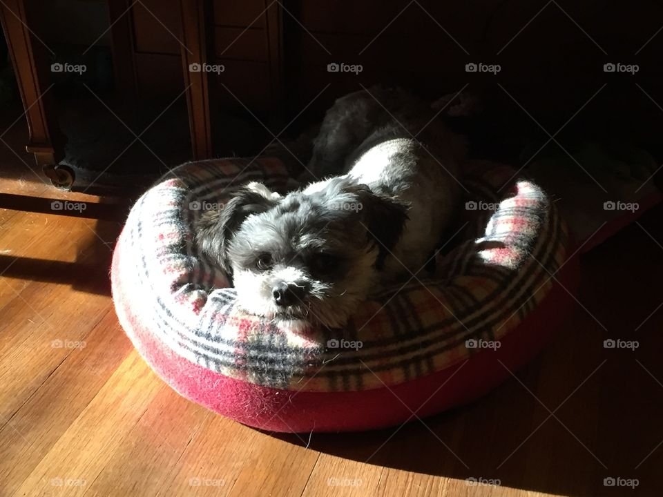 Dog in bed lit by sun