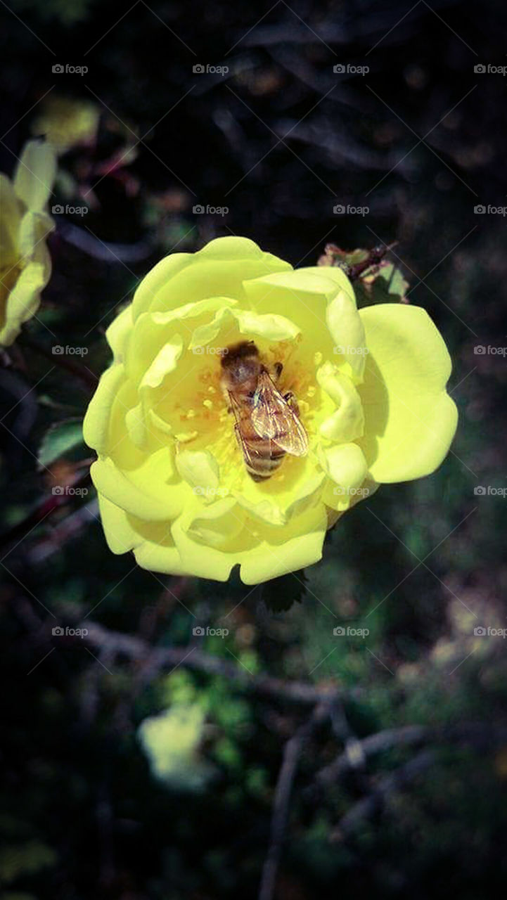 Bee on Rose