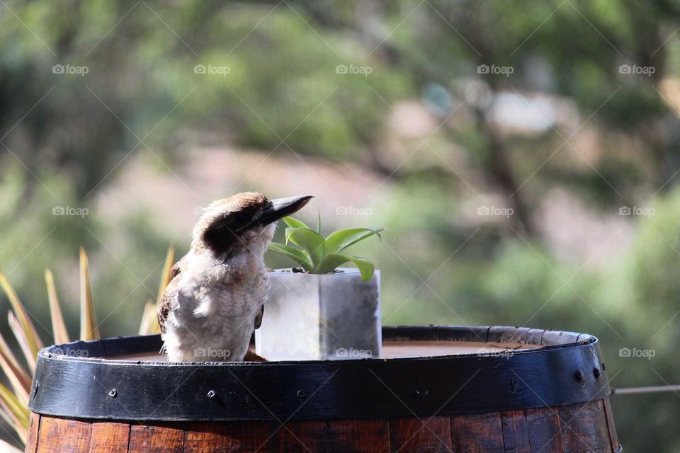 Kookaburra contemplating