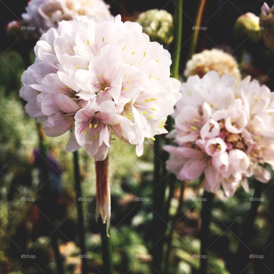 Standing Flowers