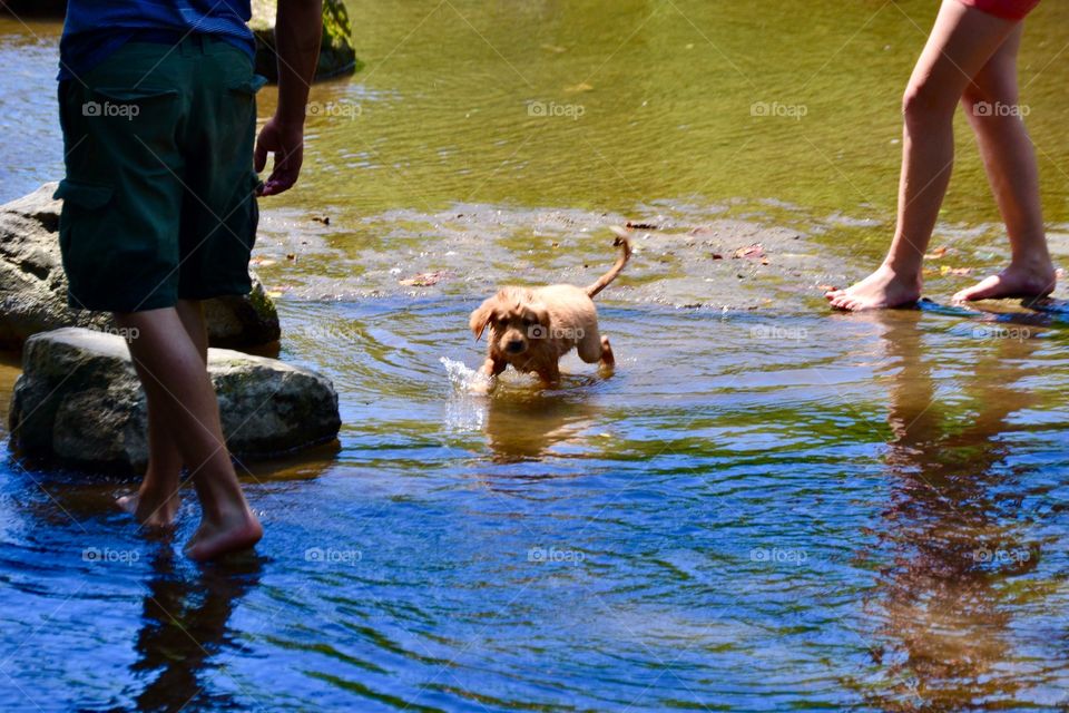 Puppy dog in the river
