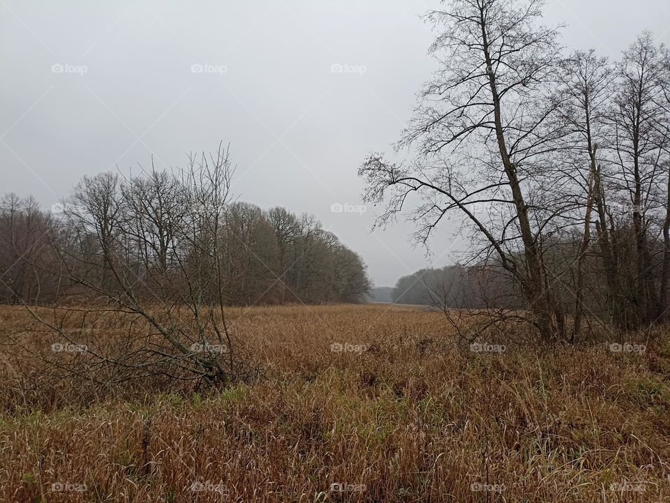 A huge meadow in the forest
