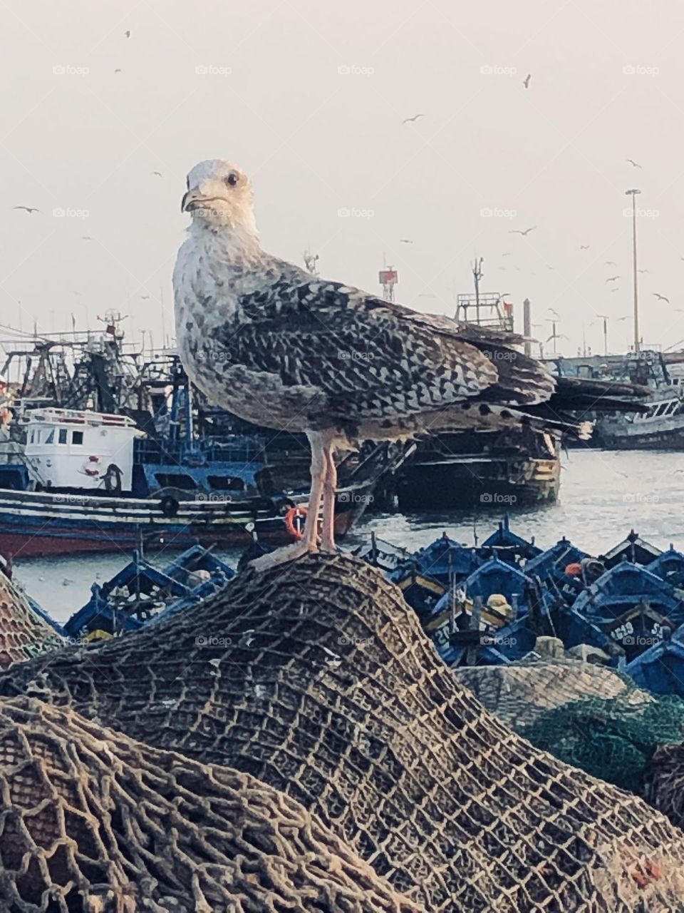 Beautiful seagull in the harbour at essaouira city in morocco.