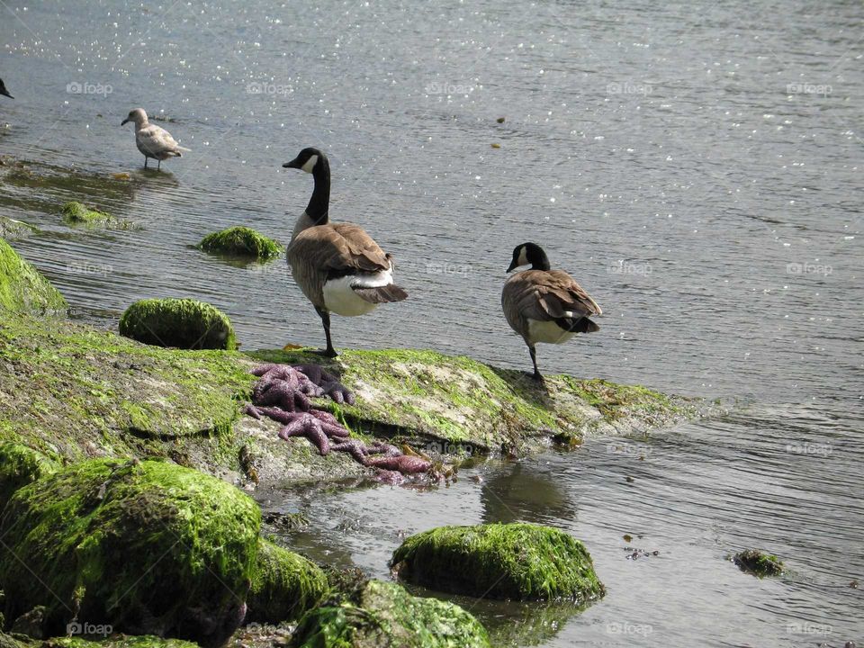 Canadian Goose on one leg