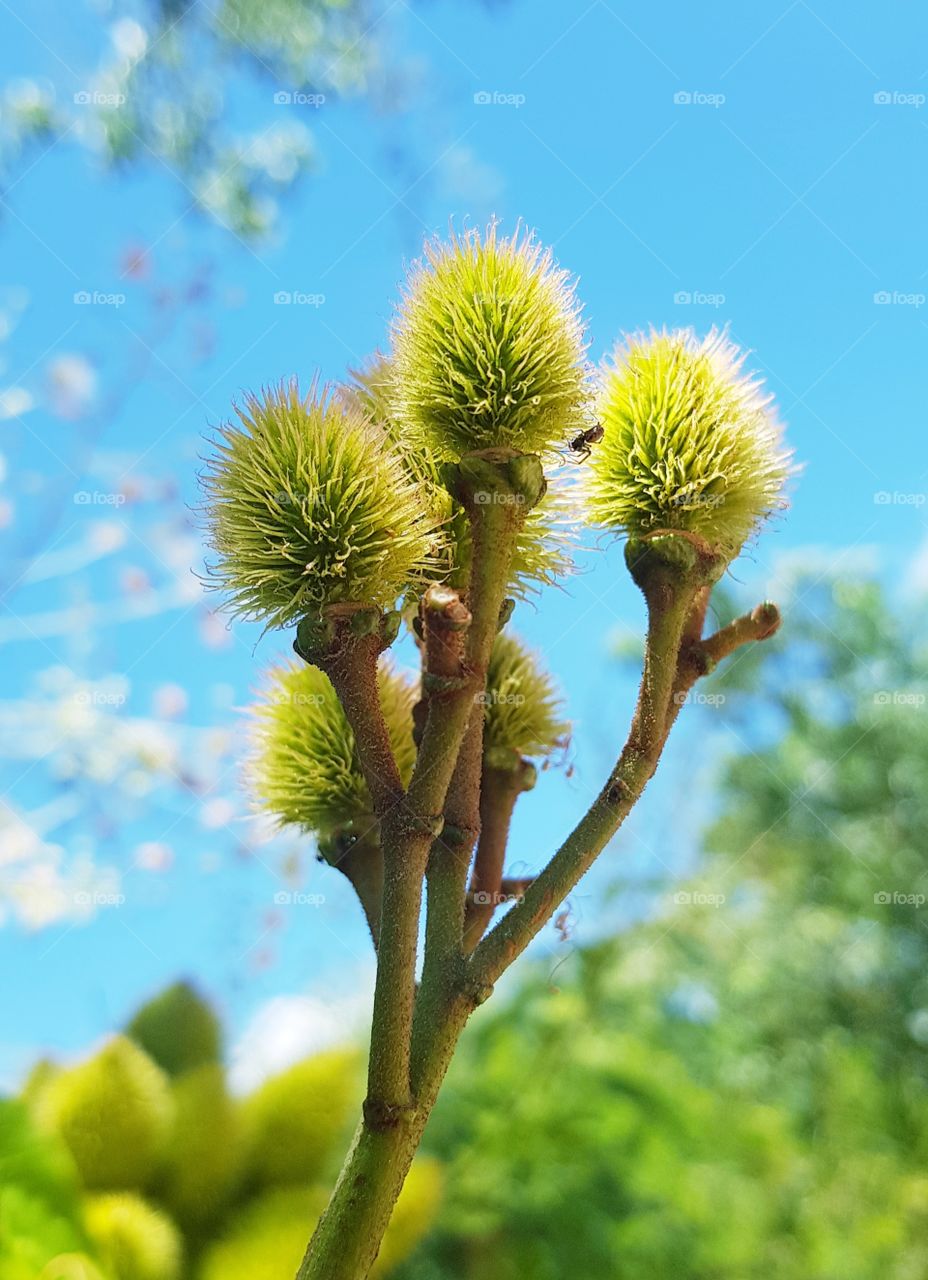 annatto plant or urucum