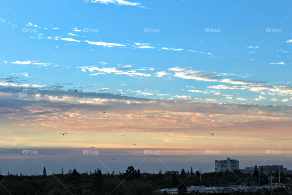 sky clouds birds flying