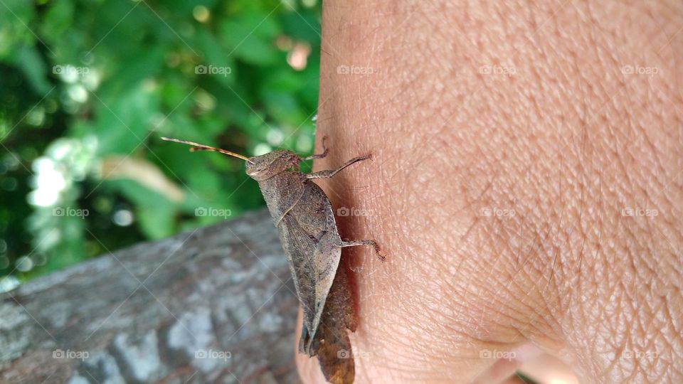 The rice grasshopper lands on the hand