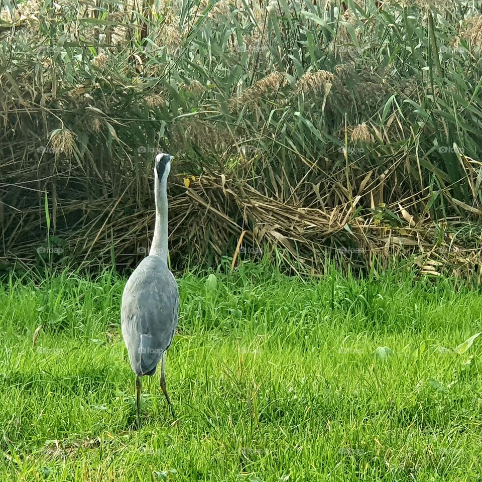 A heron with its back to camera